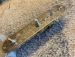PRE-WIRED 3-WAY NOCASTER KIT W/AGED CONTROL PLATE