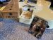 FENDER TELECASTER 1968